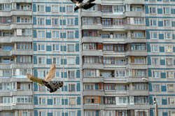 bird_2