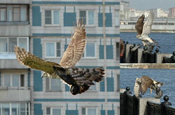 bird_3